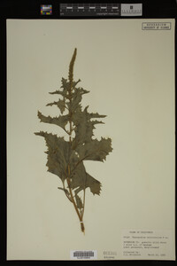 Image Associated With the Occurrence