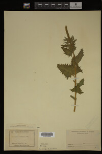 Image Associated With the Occurrence
