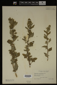 Image Associated With the Occurrence