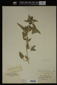 Image Associated With the Occurrence