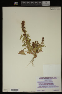 Image Associated With the Occurrence