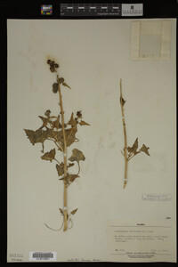 Image Associated With the Occurrence