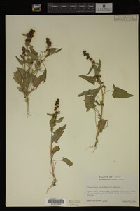 Image Associated With the Occurrence