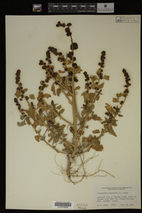 Image Associated With the Occurrence