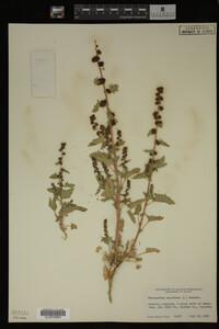 Image Associated With the Occurrence