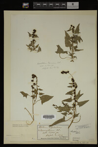 Image Associated With the Occurrence