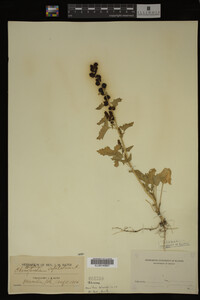 Image Associated With the Occurrence
