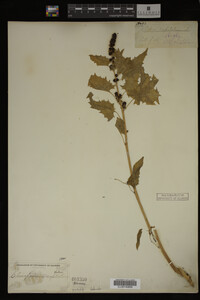 Image Associated With the Occurrence