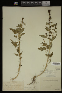 Image Associated With the Occurrence