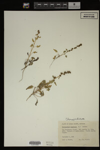 Image Associated With the Occurrence