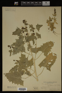 Image Associated With the Occurrence
