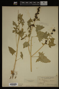 Image Associated With the Occurrence
