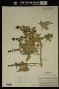 Image Associated With the Occurrence