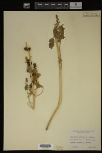 Image Associated With the Occurrence