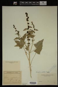 Image Associated With the Occurrence