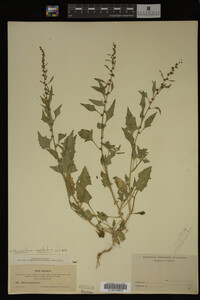 Image Associated With the Occurrence