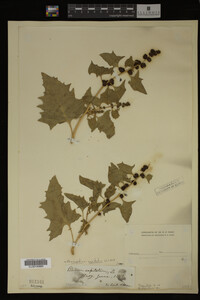Image Associated With the Occurrence