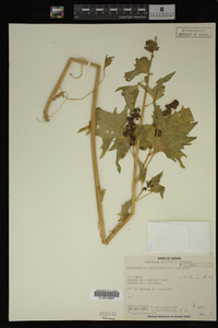 Image Associated With the Occurrence