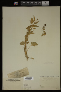 Image Associated With the Occurrence