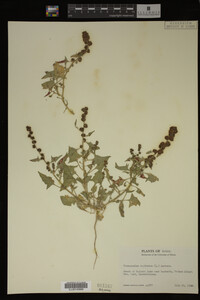 Image Associated With the Occurrence