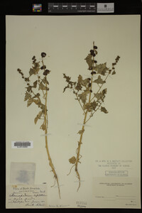 Image Associated With the Occurrence