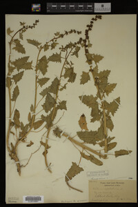 Image Associated With the Occurrence