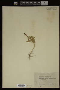 Image Associated With the Occurrence