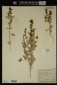 Image Associated With the Occurrence