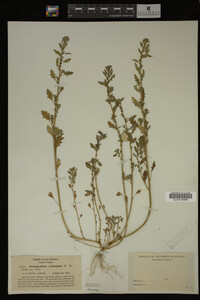 Image Associated With the Occurrence