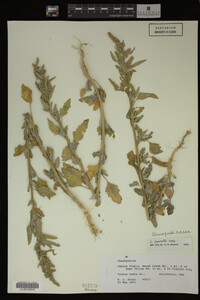 Image Associated With the Occurrence