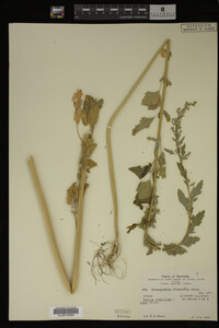 Image Associated With the Occurrence