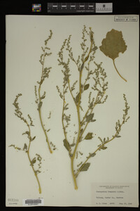 Image Associated With the Occurrence