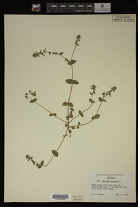 Veronica arvensis image