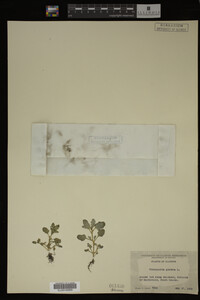 Image Associated With the Occurrence