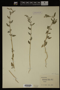 Image Associated With the Occurrence