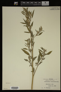 Image Associated With the Occurrence