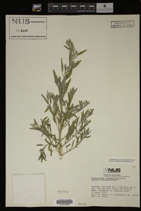 Image Associated With the Occurrence