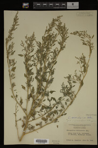 Image Associated With the Occurrence