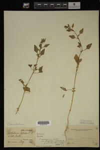 Image Associated With the Occurrence