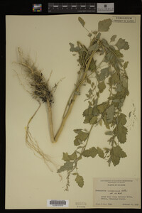 Image Associated With the Occurrence