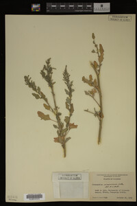 Image Associated With the Occurrence