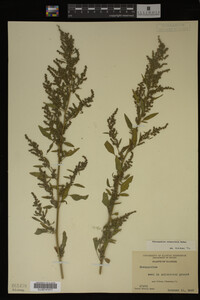 Image Associated With the Occurrence