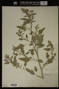 Image Associated With the Occurrence