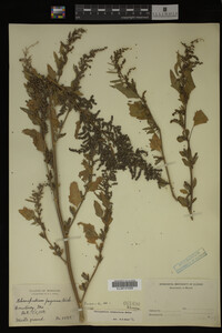 Image Associated With the Occurrence