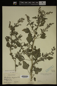 Image Associated With the Occurrence