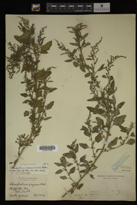 Image Associated With the Occurrence