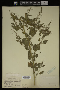 Image Associated With the Occurrence