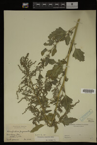 Image Associated With the Occurrence