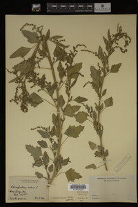 Image Associated With the Occurrence