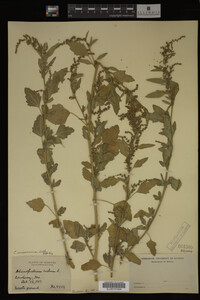 Image Associated With the Occurrence